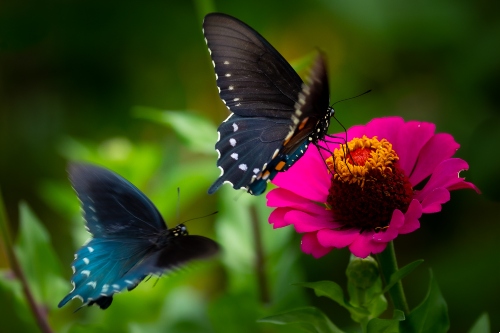 Extreme close-up photograph of two blue butterflies hovering to feed on bright pink flower