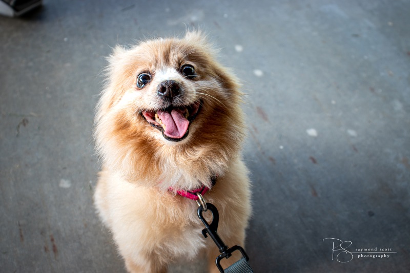 Photo of small dog with long tan and cream fur looking up at the viewer with their eyes and their mouth very wide open