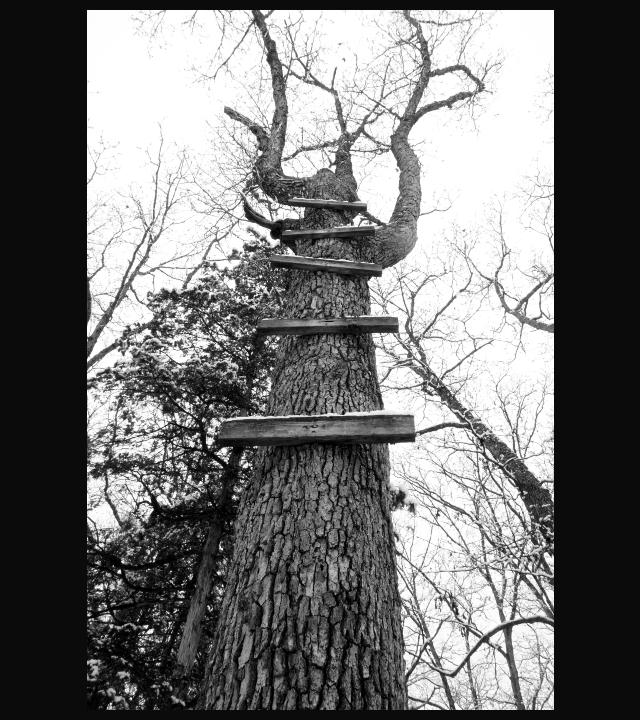 Dramatic black-and-white photograph of a tall, twisted tree with boards nailed to the trunk ascending like steps